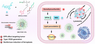 Graphical abstract: Charge-reversal polymeric nanomodulators for ferroptosis-enhanced photodynamic therapy