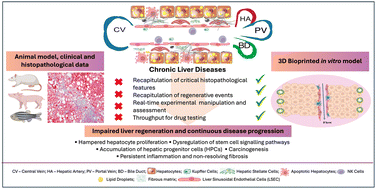 Graphical abstract: Building in vitro models for mechanistic understanding of liver regeneration in chronic liver diseases