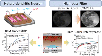 Graphical abstract: Oxide-based bionic hetero-dendritic neuron with capabilities of Bienenstock–Cooper–Munro learning activities