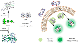 Graphical abstract: Tracking host–guest recognition in cells by a BODIPY·CB[7] complex