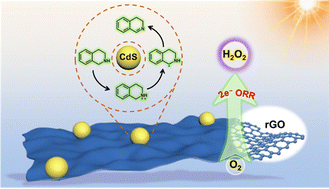 Graphical abstract: Efficient photocatalytic synthesis of H2O2 coupled with 3,4-dihydroisoquinoline by rGO-modified CdS catalysts