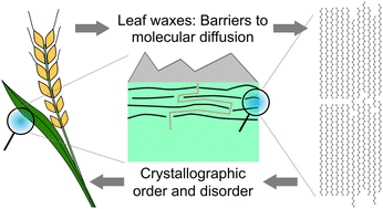 Graphical abstract: Toward the crystallographic and microstructural mechanisms of plant leaf waxes as diffusion barriers