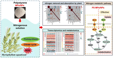 Graphical abstract: Multi-omics reveals microplastics disrupt nitrogen assimilation in hydrophytes