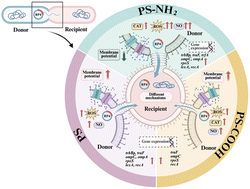 Graphical abstract: Surface charge governs polystyrene nanoplastics' influence on conjugative transfer of antibiotic resistance genes
