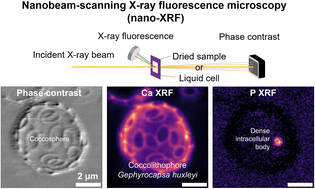 Graphical abstract: Nanobeam-scanning X-ray fluorescence microscopy reveals the elemental composition of dense intracellular bodies in biomineralizing coccolithophores