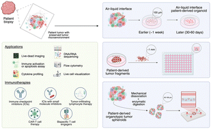 Graphical abstract: Patient-derived organotypic tumor spheroids, tumoroids, and organoids: advancing immunotherapy using state-of-the-art 3D tumor model systems