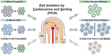 Graphical abstract: Deterministic cell pairing with simultaneous microfluidic merging and sorting of droplets