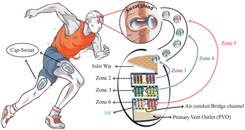 Graphical abstract: Cap-Sweat: a capillary microfluidic platform for digitized sweat sampling and time-resolved biomarker analysis