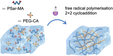 Graphical abstract: Simultaneous interpenetrating network (SIN) hydrogels from poly(sarcosine) and poly(ethylene glycol) (PEG)