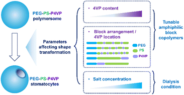 Graphical abstract: Effect of 4-vinylpyridine incorporation on the shape transformation of poly(ethylene glycol)-block-polystyrene polymersomes