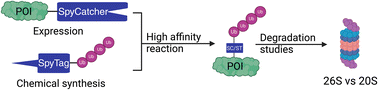 Graphical abstract: SpyTag/SpyCatcher-mediated protein ubiquitination to investigate 20S and 26S proteasomal degradation