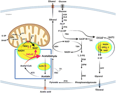 Graphical abstract: Engineering a hypoxia-tolerant Saccharomyces cerevisiae for rapid ethanol production via co-utilization of glucose and acetic acid and redox-enhanced flocculation