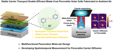 Graphical abstract: Synergistic passivation and stable carrier transport enable efficient blade-coated perovskite solar cells fabricated in ambient air