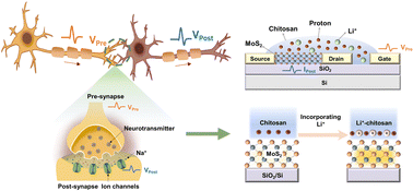 Graphical abstract: Tunable synaptic plasticity in MoS2 neuromorphic transistors using Li+ incorporated chitosan electrolytes