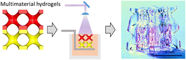 Graphical abstract: Multimaterial additive manufacturing of GelMA hydrogel-based structures with tuneable composition and mechanical properties
