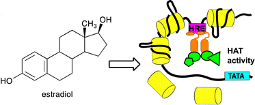 Graphical abstract: Chemical approaches to studying transcription