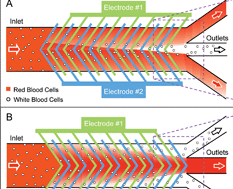 Graphical abstract: Lateral-driven continuous dielectrophoretic microseparators for blood cells suspended in a highly conductive medium
