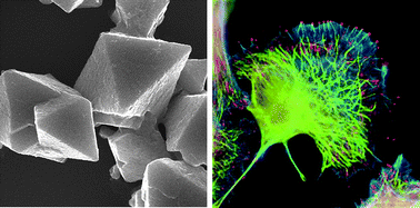 Graphical abstract: Self-assembly: from crystals to cells