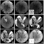 Graphical abstract: A LEEM/μ-LEED investigation of phase transformations in TiOx/Pt(111) ultrathin films
