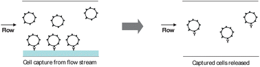 Graphical abstract: Controlled capture and release of cardiac fibroblasts using peptide-functionalized alginate gels in microfluidic channels