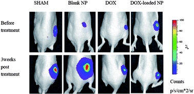 Graphical abstract: Hollow chitosan–silica nanospheres for doxorubicin delivery to cancer cells with enhanced antitumor effect in vivo