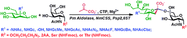 Graphical abstract: Efficient chemoenzymatic synthesis of sialyl Tn-antigens and derivatives