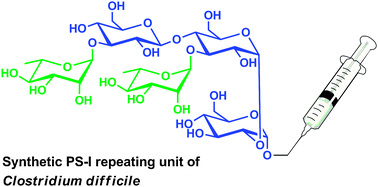 Graphical abstract: Progress toward developing a carbohydrate-conjugate vaccine against Clostridium difficile ribotype 027: synthesis of the cell-surface polysaccharide PS-I repeating unit