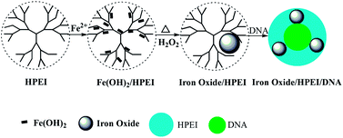 Graphical abstract: Size-controlled preparation of magnetic iron oxide nanocrystals within hyperbranched polymers and their magnetofection in vitro
