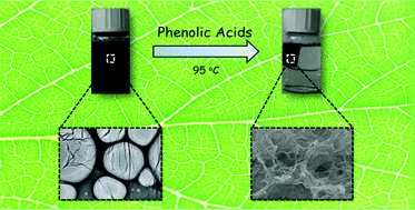 Graphical abstract: Self-assembly of graphene into three-dimensional structures promoted by natural phenolic acids