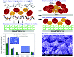 Graphical abstract: Biologically inspired membrane design with a heparin-like interface: prolonged blood coagulation, inhibited complement activation, and bio-artificial liver related cell proliferation