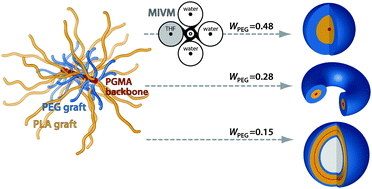 Graphical abstract: Toroidal structures from brush amphiphiles