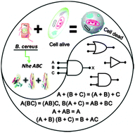 Graphical abstract: Ordered self-assembly of proteins for computation in mammalian cells