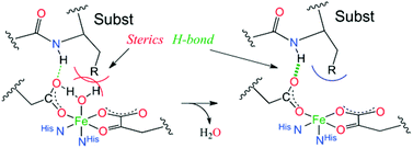 Graphical abstract: First- and second-sphere contributions to Fe(ii) site activation by cosubstrate binding in non-heme Fe enzymes