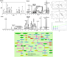 Graphical abstract: Metabolomic investigation of Arthus reaction in a rat model using proton nuclear magnetic resonance (1H NMR) spectroscopy and rapid resolution liquid chromatography (RRLC)