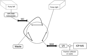 Graphical abstract: Characterization of mercury-containing protein in human plasma