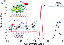 Graphical abstract: Computer simulations of fibronectin adsorption on hydroxyapatite surfaces