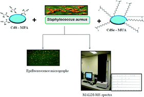Graphical abstract: Probing the cytotoxicity of CdS–MPA and CdSe–MUA QDs on the bacterial pathogen Staphylococcus aureus using MALDI-MS
