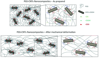 Graphical abstract: Elastomeric nanocomposite scaffolds made from poly(glycerol sebacate) chemically crosslinked with carbon nanotubes