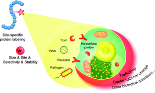 Graphical abstract: Illuminating biological processes through site-specific protein labeling