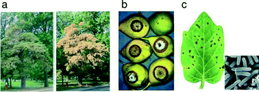 Graphical abstract: Future of portable devices for plant pathogen diagnosis