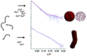 Graphical abstract: Small angle X-ray scattering analysis of Cu2+-induced oligomers of the Alzheimer's amyloid β peptide