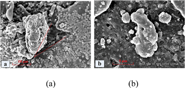 Graphical abstract: Study on wear behaviour and wear model of nitrile butadiene rubber under water lubricated conditions