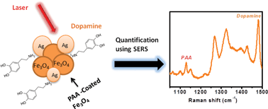 Graphical abstract: Quantitative SERS-based detection using Ag–Fe3O4 nanocomposites with an internal reference