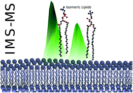 Graphical abstract: High resolution ion mobility-mass spectrometry for separation and identification of isomeric lipids