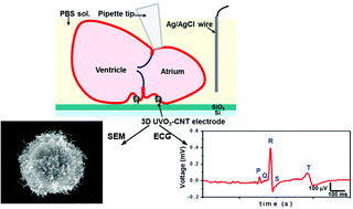 Graphical abstract: Direct-growth carbon nanotubes on 3D structural microelectrodes for electrophysiological recording