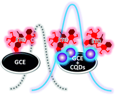 Graphical abstract: Electrochemical sensing of etoposide using carbon quantum dot modified glassy carbon electrode