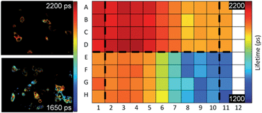 Graphical abstract: Automated multiwell fluorescence lifetime imaging for Förster resonance energy transfer assays and high content analysis