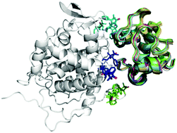 Graphical abstract: Protein docking using an ensemble of spin labels optimized by intra-molecular paramagnetic relaxation enhancement