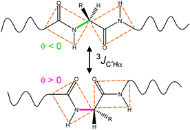 Graphical abstract: Quantitative evaluation of positive ϕ angle propensity in flexible regions of proteins from three-bond J couplings