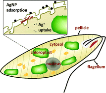 Graphical abstract: Silver nanoparticle toxicity and association with the alga Euglena gracilis